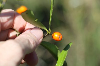 Elaeodendron australe, photographed by Greg Tasney