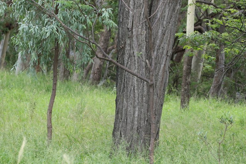 Eucalyptus melanophloia, photographed by Greg Tasney