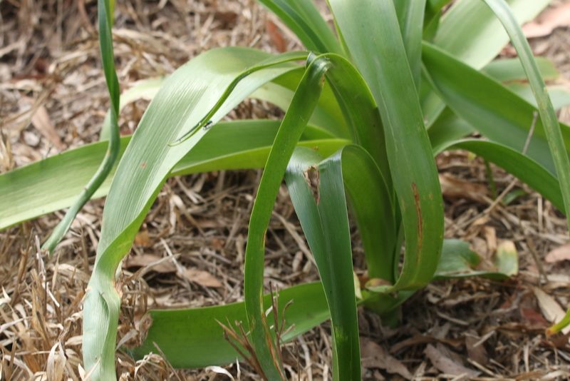 Crinum flaccidum, photographed by Greg Tasney