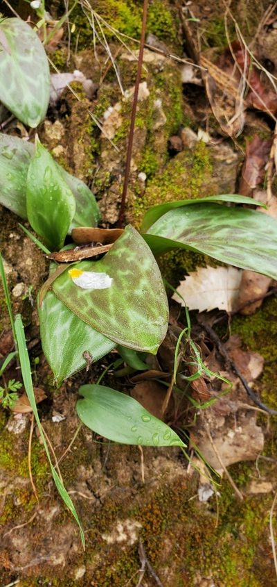 Erythronium shastense, photographed by Asher Budnik