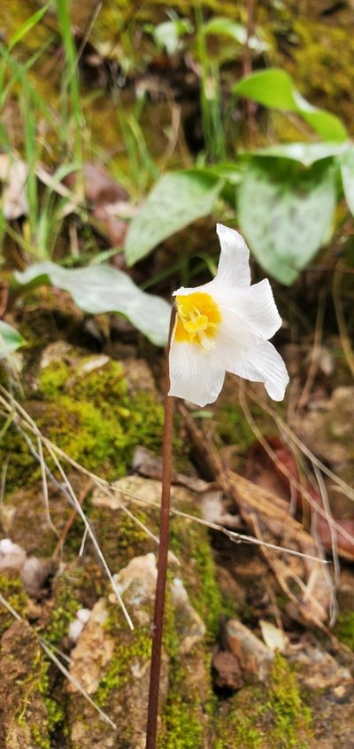 Erythronium shastense, photographed by Asher Budnik