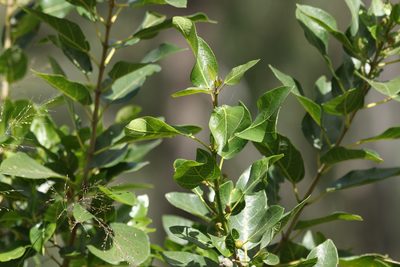 Ficus opposita, photographed by Greg Tasney