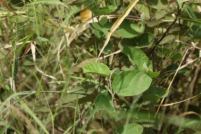 Grewia latifolia, photographed by Greg Tasney