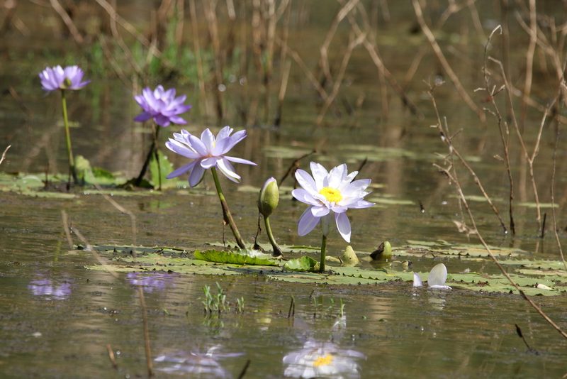 Nymphaea gigantea, photographed by Greg Tasney