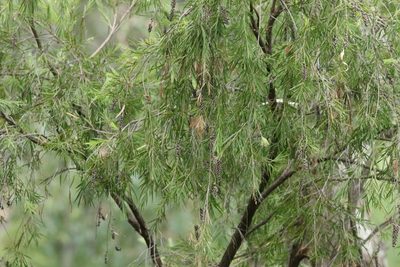 Melaleuca viminalis, photographed by Greg Tasney