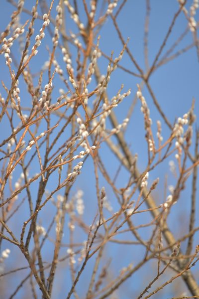 Salix udensis, photographed by Валерия Ковалева