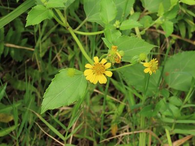 Wollastonia biflora, photographed by chiuluan