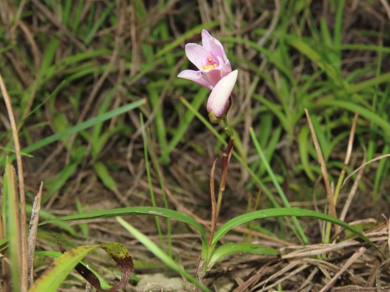 Bletilla formosana, photographed by chiuluan