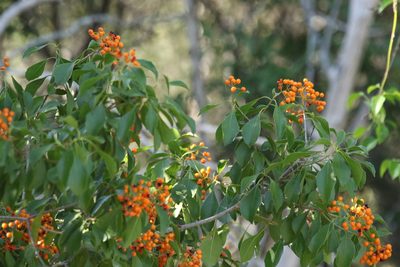 Auranticarpa rhombifolia, photographed by Greg Tasney