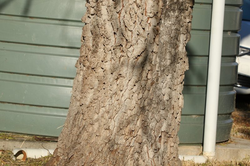 Alectryon oleifolius, photographed by Greg Tasney