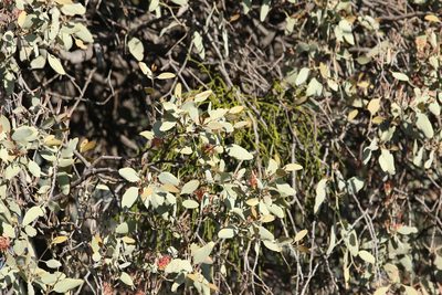 Viscum articulatum, photographed by Greg Tasney