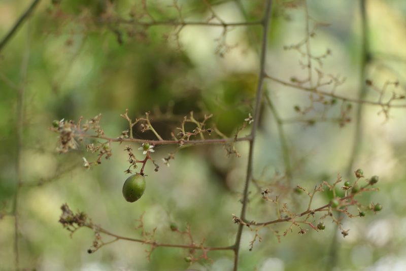Pegia nitida, photographed by Dinesh Valke