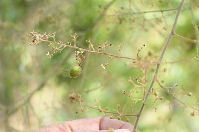 Pegia nitida, photographed by Dinesh Valke