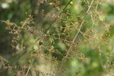 Pegia nitida, photographed by Dinesh Valke