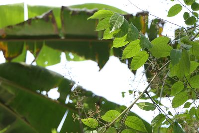 Pegia nitida, photographed by Dinesh Valke