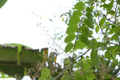 Pegia nitida, photographed by Dinesh Valke