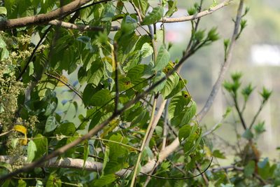 Pegia nitida, photographed by Dinesh Valke
