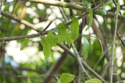 Pegia nitida, photographed by Dinesh Valke