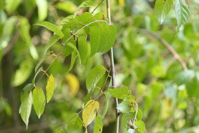Pegia nitida, photographed by Dinesh Valke