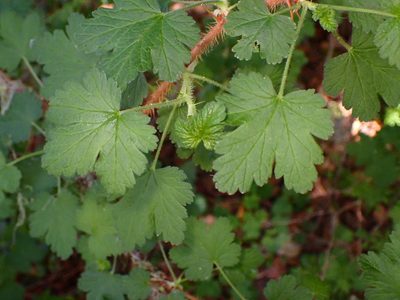 Ribes menziesii, photographed by Cricket Raspet