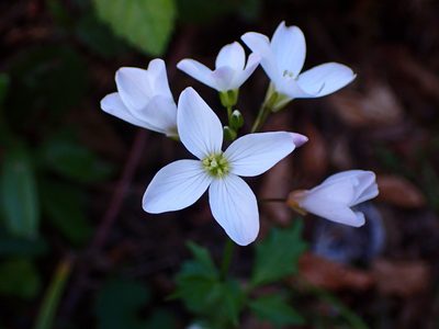 Cardamine californica, photographed by Cricket Raspet