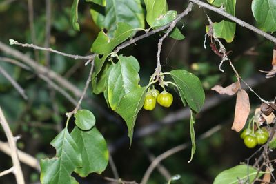 Turraea pubescens, photographed by Greg Tasney