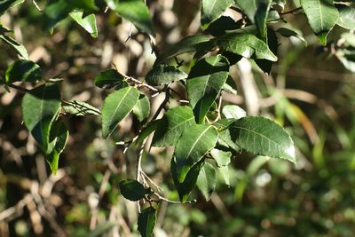 Excoecaria dallachyana, photographed by Greg Tasney