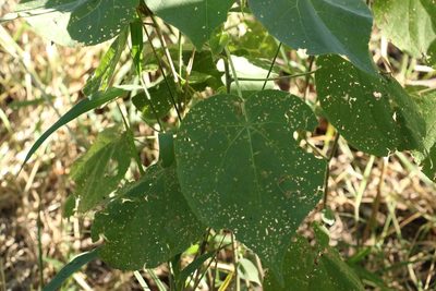 Abutilon auritum, photographed by Greg Tasney