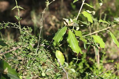 Croton insularis, photographed by Greg Tasney
