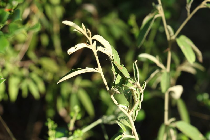 Solanum parvifolium, photographed by Greg Tasney