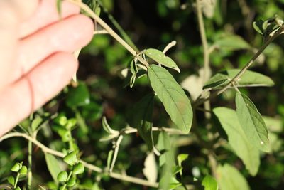 Solanum parvifolium, photographed by Greg Tasney