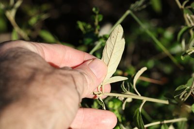 Solanum parvifolium, photographed by Greg Tasney