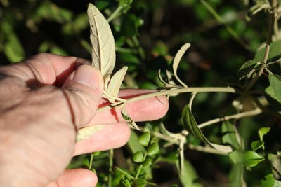 Solanum parvifolium, photographed by Greg Tasney