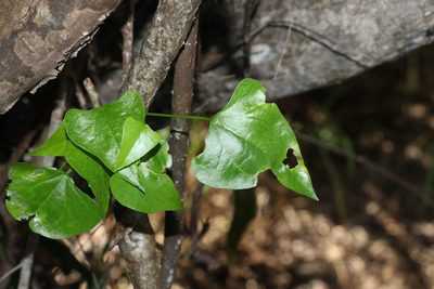 Tinospora smilacina, photographed by Greg Tasney