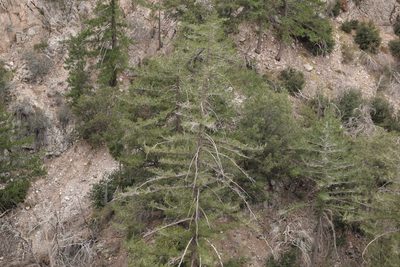 Pseudotsuga macrocarpa, photographed by velodrome