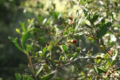 Alectryon diversifolius, photographed by Greg Tasney