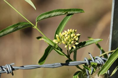 Parsonsia lanceolata, photographed by Greg Tasney