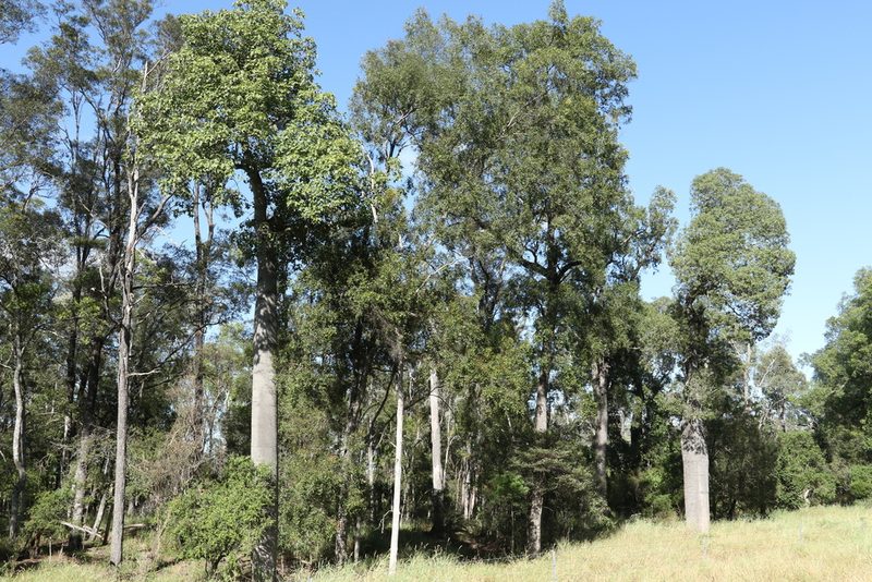 Brachychiton australis, photographed by Greg Tasney