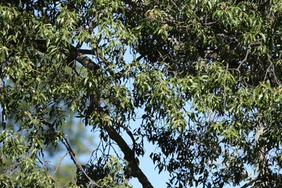 Brachychiton rupestris, photographed by Greg Tasney