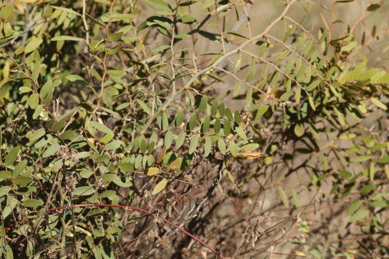 Capparis lasiantha, photographed by Greg Tasney
