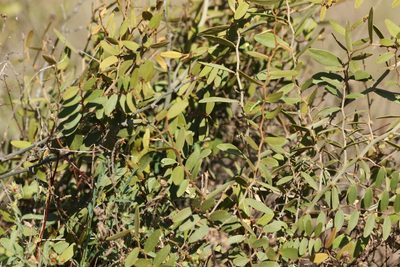 Capparis lasiantha, photographed by Greg Tasney