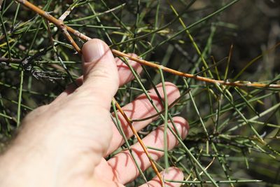 Hakea leucoptera, photographed by Greg Tasney