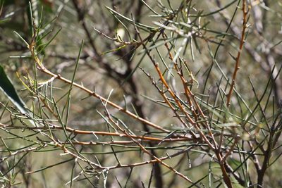 Hakea leucoptera, photographed by Greg Tasney