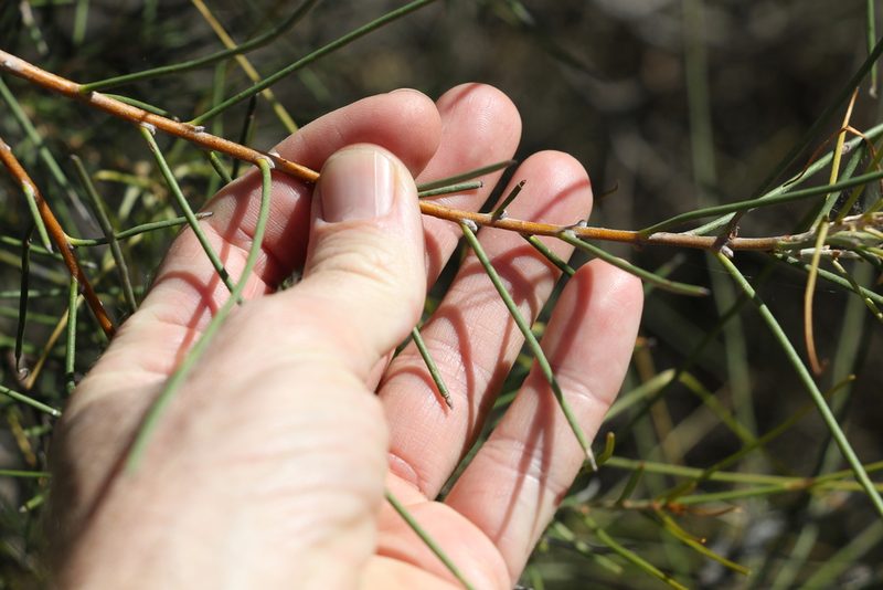 Hakea leucoptera, photographed by Greg Tasney