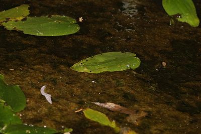 Ottelia ovalifolia, photographed by Greg Tasney