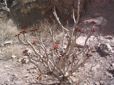 Jatropha macrantha, photographed by cstobie