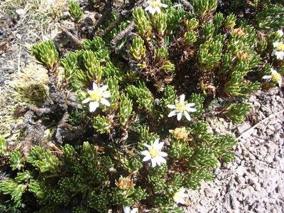 Xenophyllum poposum, photographed by cstobie