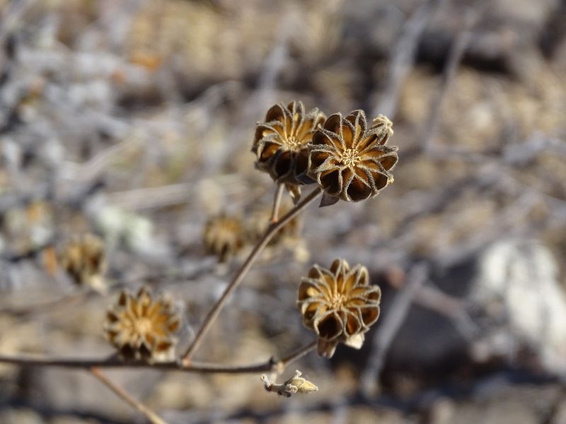 Abutilon reventum, photographed by Alexis López Hernández