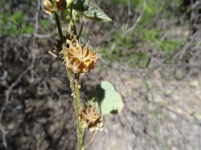 Abutilon abutiloides