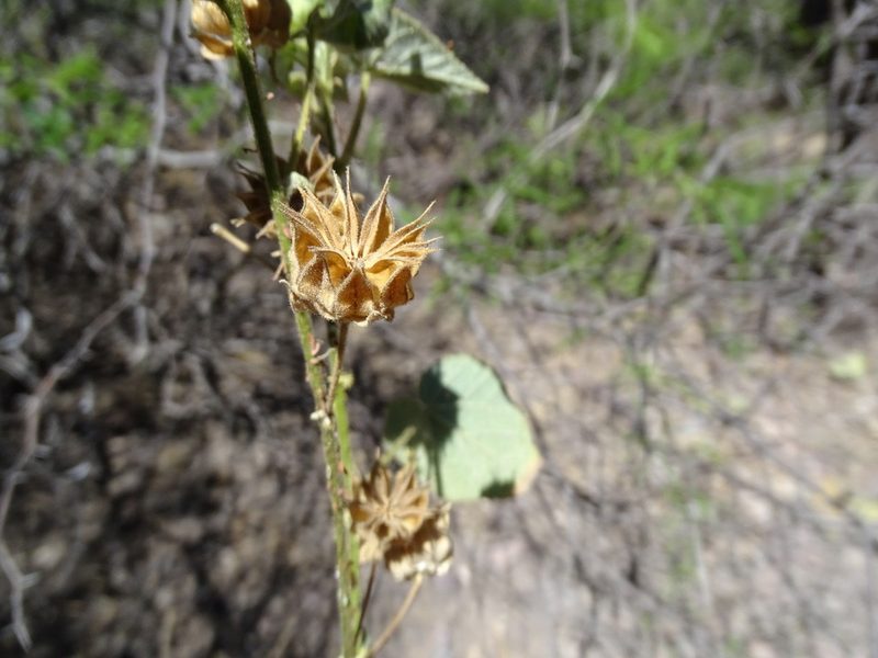 Abutilon abutiloides, photographed by Alexis López Hernández